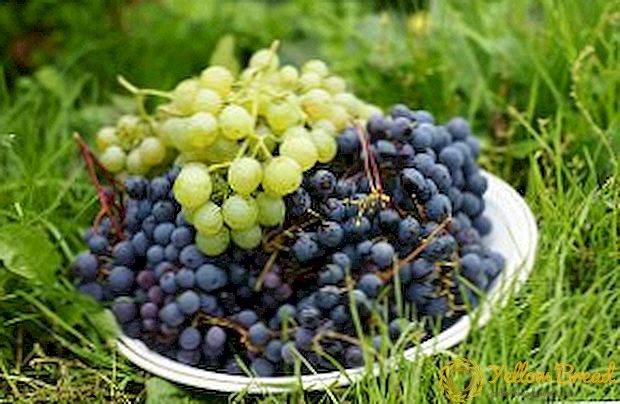 How to grow grapes in Siberia