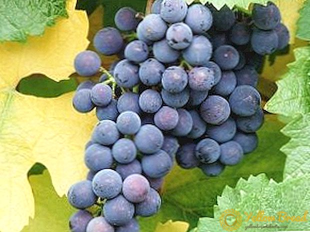 Cara menanam anggur di Ural: menanam dan menjaga buah dalam keadaan beku