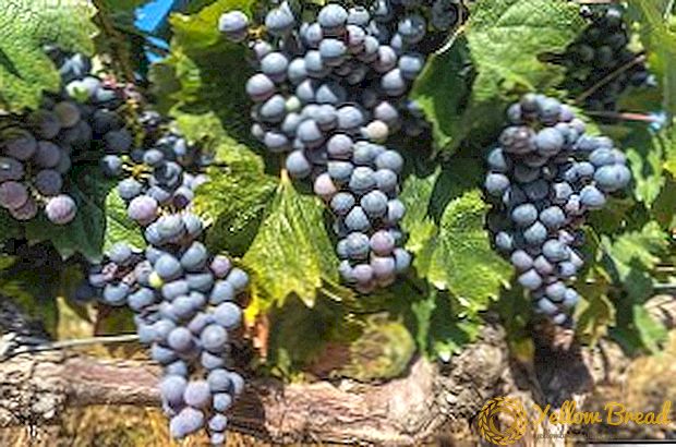Cara menanam anggur di musim semi