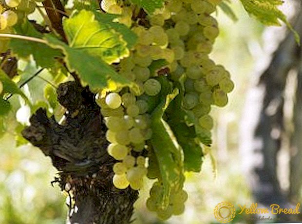 Hogyan lehet megelőzni és küzdeni a kártevők a szőlő