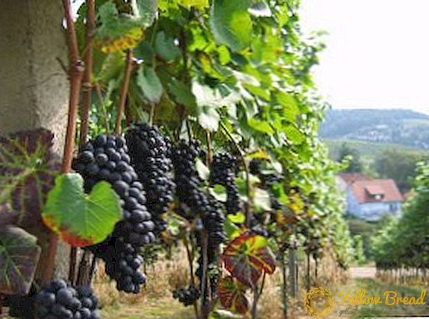 Hogyan vágjuk le a szőlőt a felesleges hajtásokból nyáron