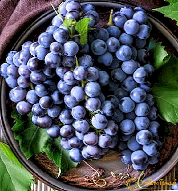 Како да се вода и да се нахрани грозјето во пролет