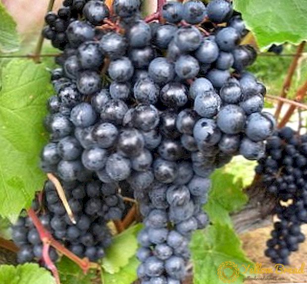 Aanplant en verzorging van druiven 