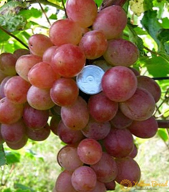 Planten en verzorgen van druiven 