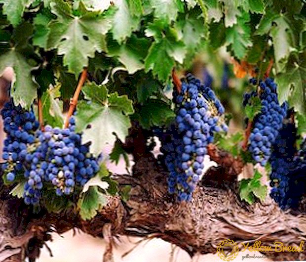 Regels voor het verwerken van druiven voor onderdak: hoe de plant voor te bereiden op de winter