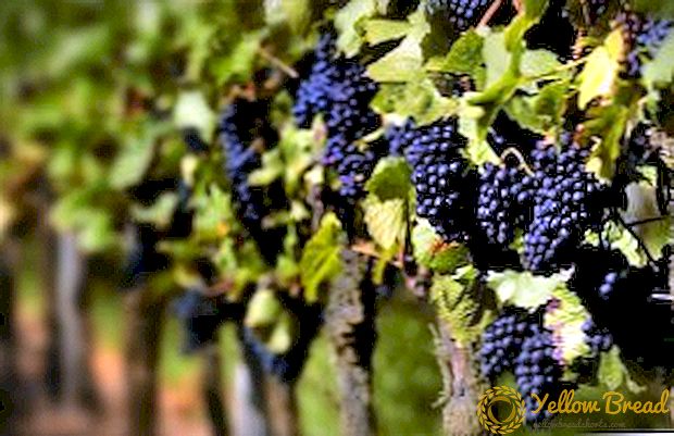 Spring feeding of grapes: the best tips