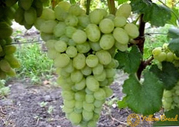 Matatag at hindi mapagpanggap: White Miracle grape variety