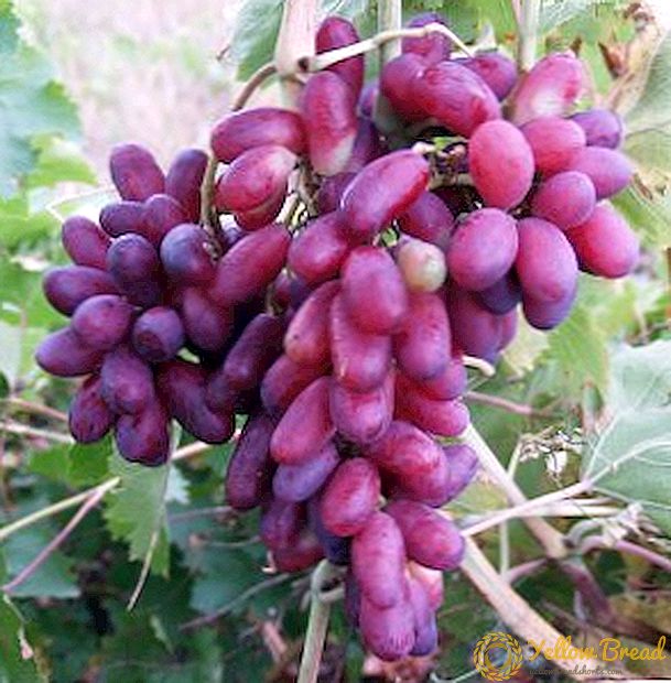 Dereito de Magarach: Grape Zest