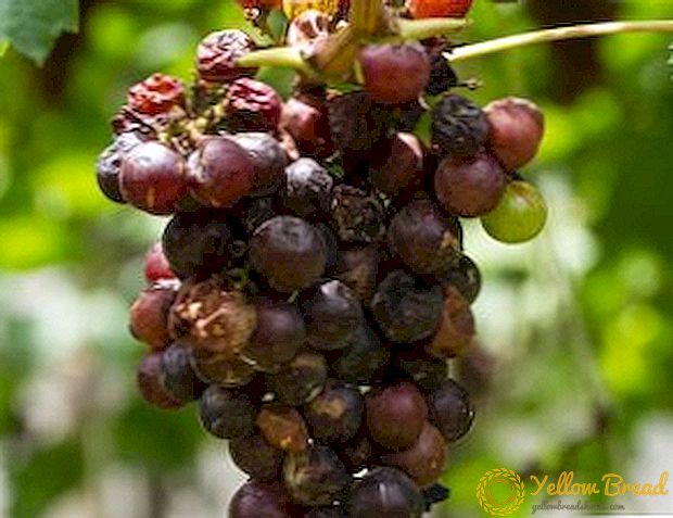 Paano upang tratuhin ang anthracnose grapes?