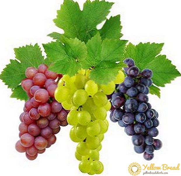 Hvilke stoffer der skal bruges i vingården: svampedræbende til druer