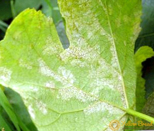 What is dangerous mildew on grapes, and how to cure it