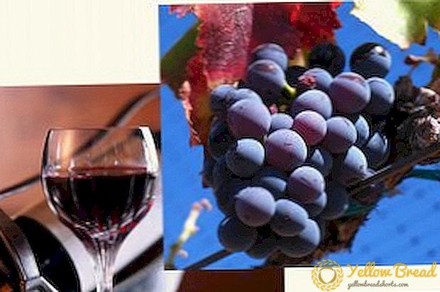 بينوت نوير النبيذ والعنب