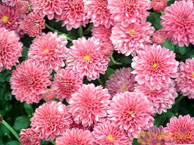 Chrysanthemum - Samurai blom