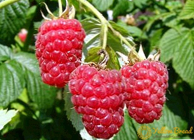 Dangerous raspberry diseases: prevention, signs and treatment