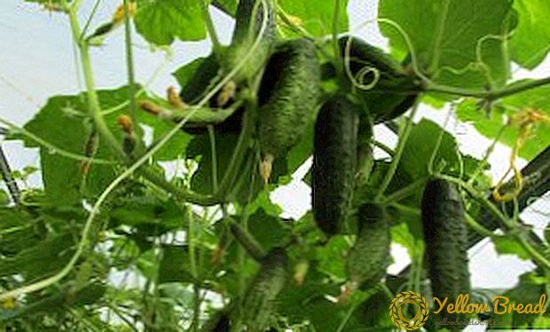 How to deal with diseases of cucumbers