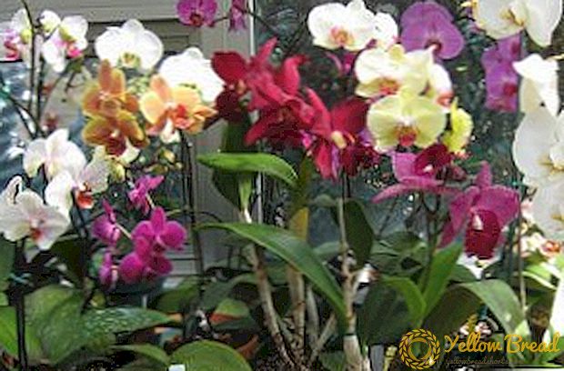 Sådan forebygges og behandles orkideer for sygdomme