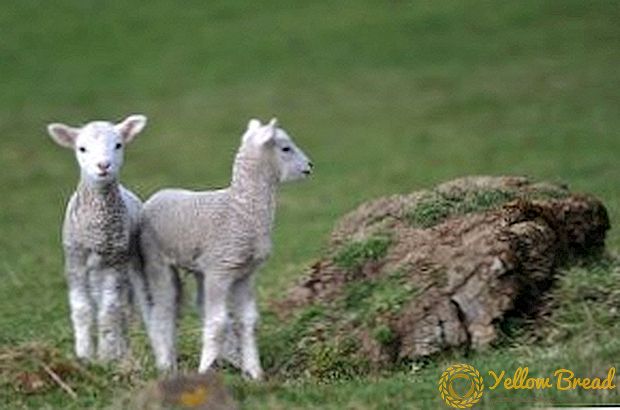 כבש-יתומים: איך לגדל צעירים