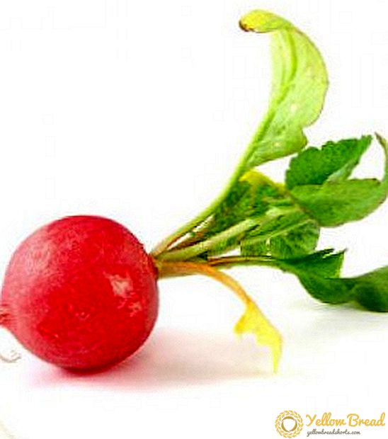 Why radish is bitter, and other problems when growing