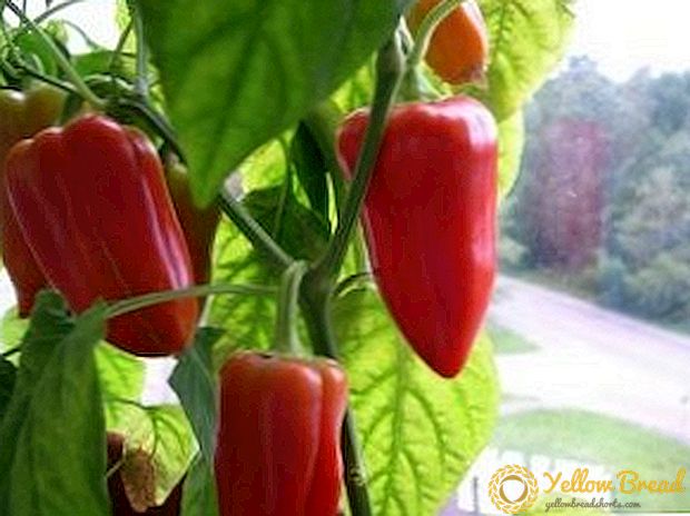 Vad du behöver veta om odling av peppar i öppna förhållanden