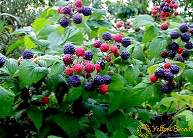 Deskripsi varietas utama raspberry hitam