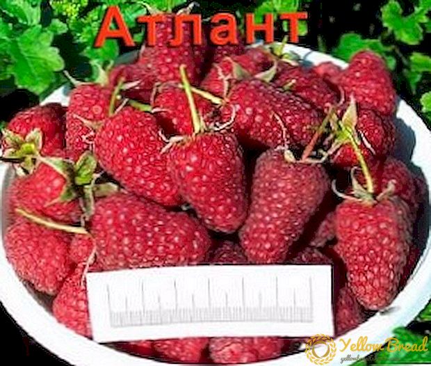 How to grow large fruit raspberry 
