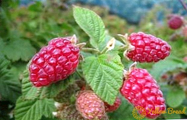 रास्पबेरी पेट्रीसिया: विशेषताओं, खेती agrotechnics