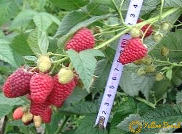 Raspberry Polka: description and cultivation of large-fruited berries