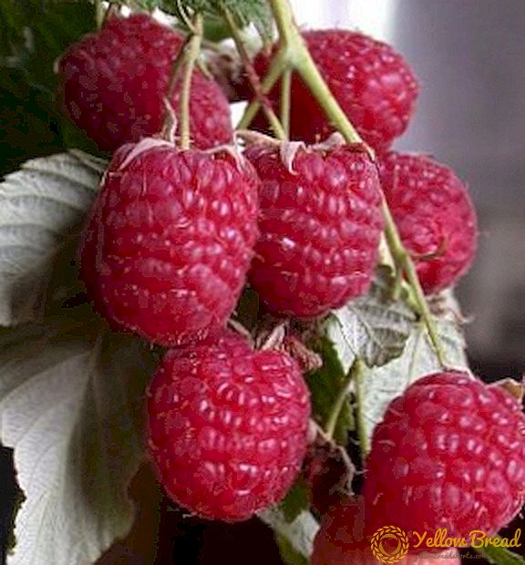 Raspberry Kanada: deskripsi dan penanaman varietas