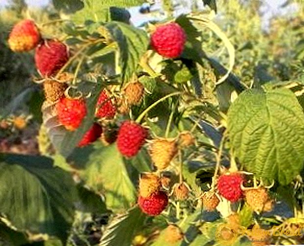 Raspberry Hercules: utvalgsbeskrivelse, planting og dyrking