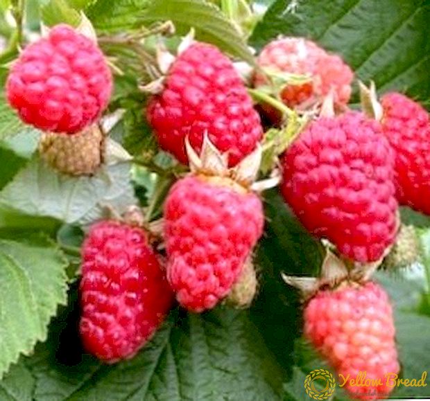 Mga nangungunang tip para sa lumalagong raspberries Hussar: iba't ibang paglalarawan, planting at pangangalaga