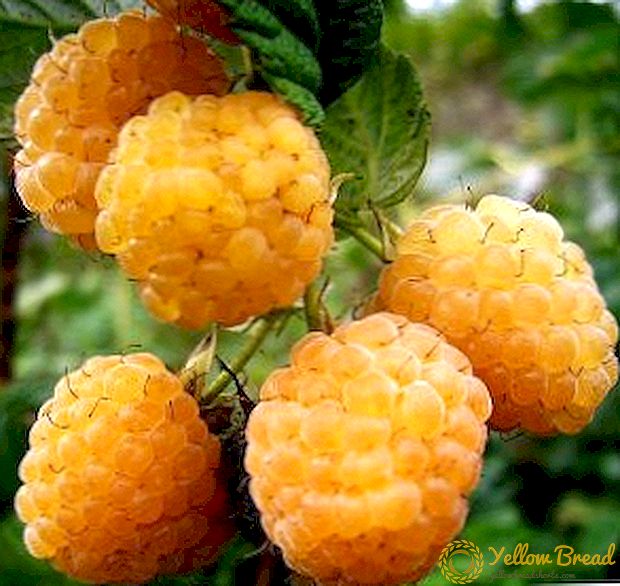 The best grades of yellow raspberry: what to choose for cultivation on the site