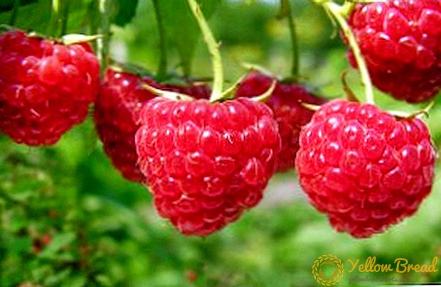 Rules for spring care and feeding raspberries in spring