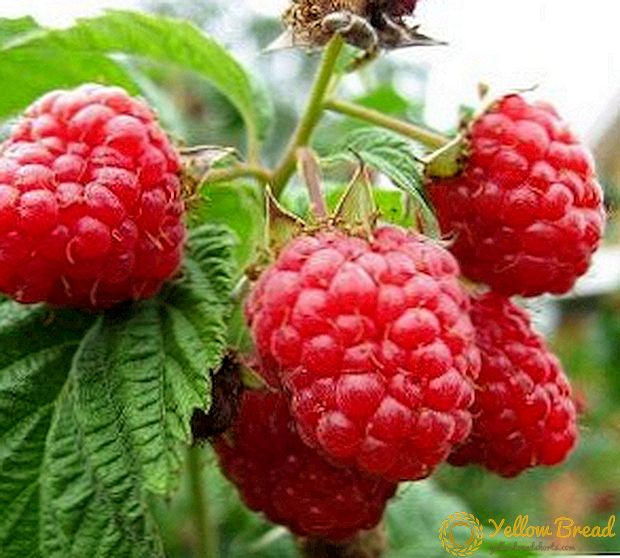 Raspberry sort Modest: egenskaper, hemligheter av framgångsrik odling