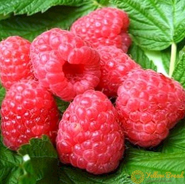 What you need to know about planting and caring for a Tarusa raspberry tree