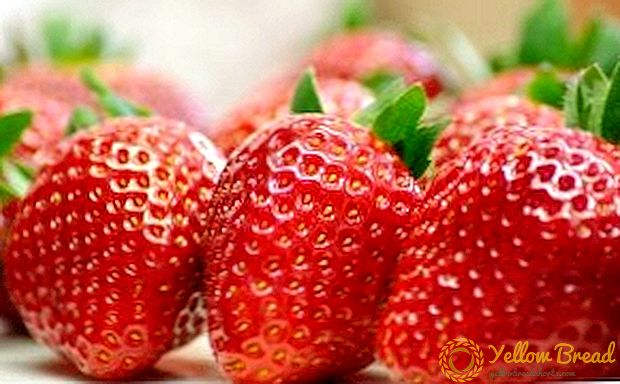 Egenskaber ved voksende jordbær i drivhuset