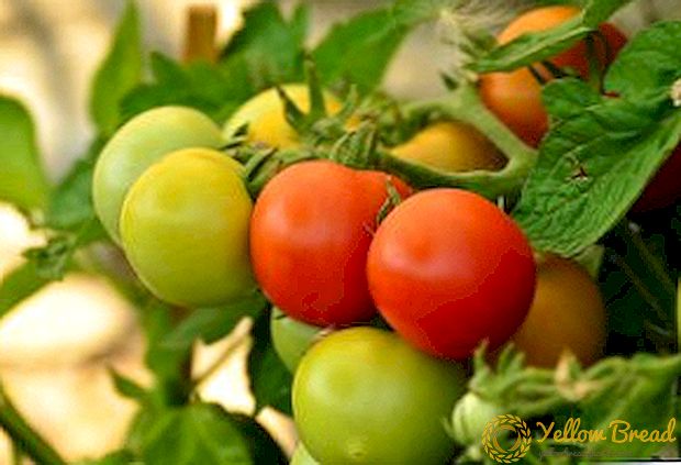 Eigenaardigheden van groeiende tomaat 