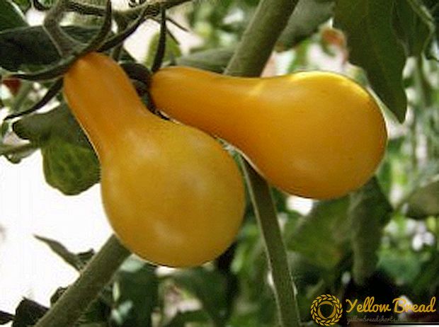 Bahçede yetiştirilen Bal damlalarının özellikleri, sarı domateslerin dikimi ve bakımı