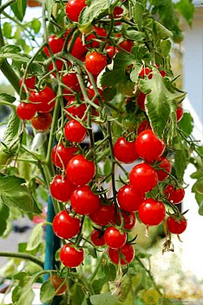 الطماطم الكرزية ملامح الزراعة في أرض مفتوحة الحديقة