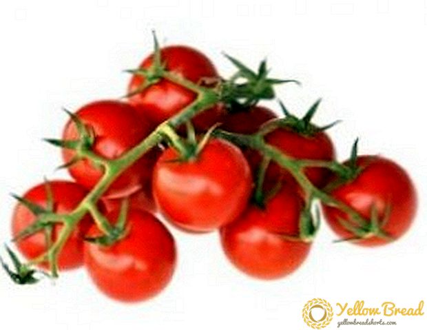 Como cultivar tomates cherry en terreo aberto
