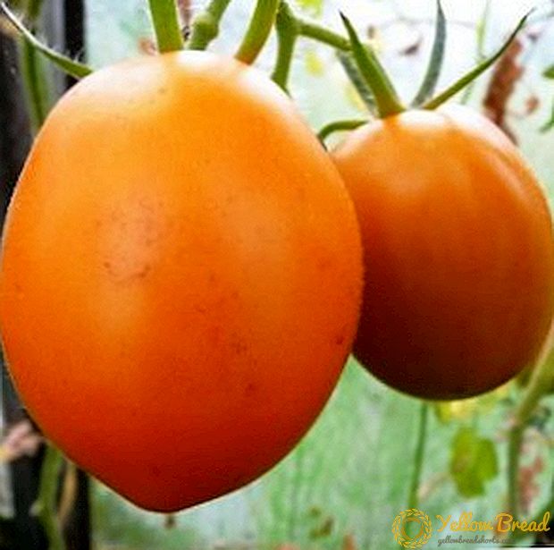 Bagaimana untuk menanam tomato 