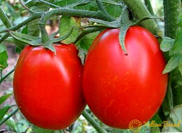 Hoe tomaten groeien 
