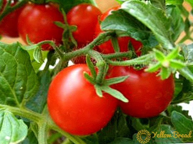 Cara kanggo tetanduran tomat, nggunakake metode Terekhins