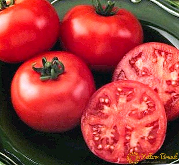 Hoe zorg je voor tomaten Liang