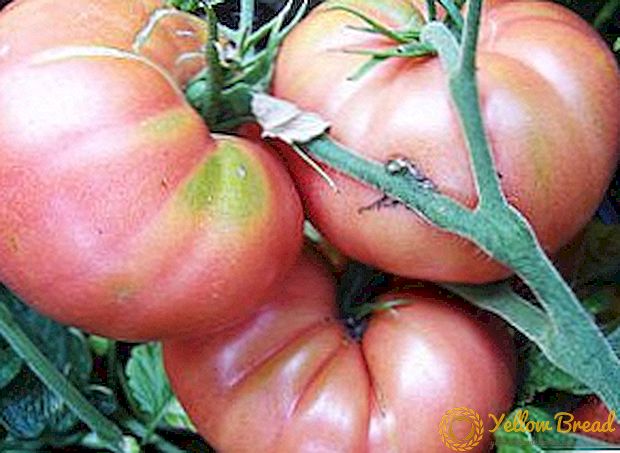 Mikado گلابی: شاہی ٹماٹر کیسے بڑھاو