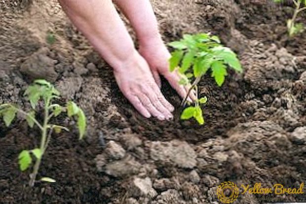 O mellor momento para plantar mudas de tomate en terra aberta