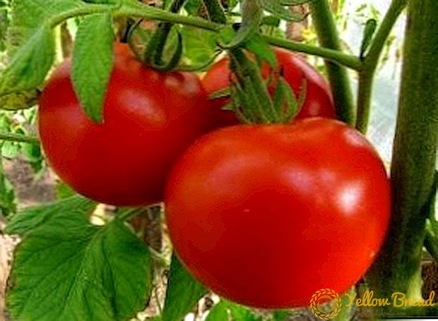 Die Technik des Tomatenanbaus nach der Methode von Maslov