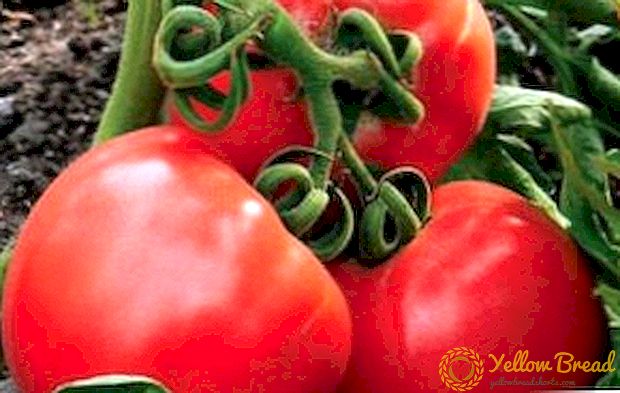 Pomidor Budenovka: artan sirləri