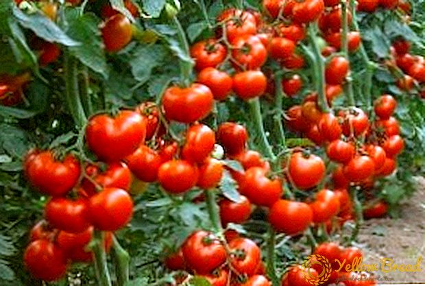 Milloin ruokkia tomaatin taimia ja miten se tehdään