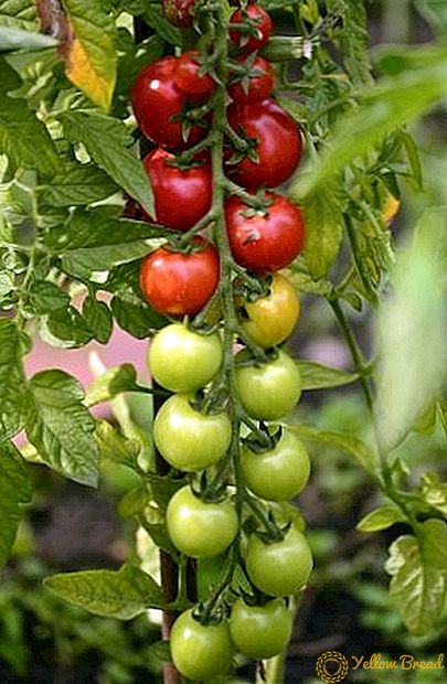 Sådan indpakkes tomater til vinteren, en række opskrifter