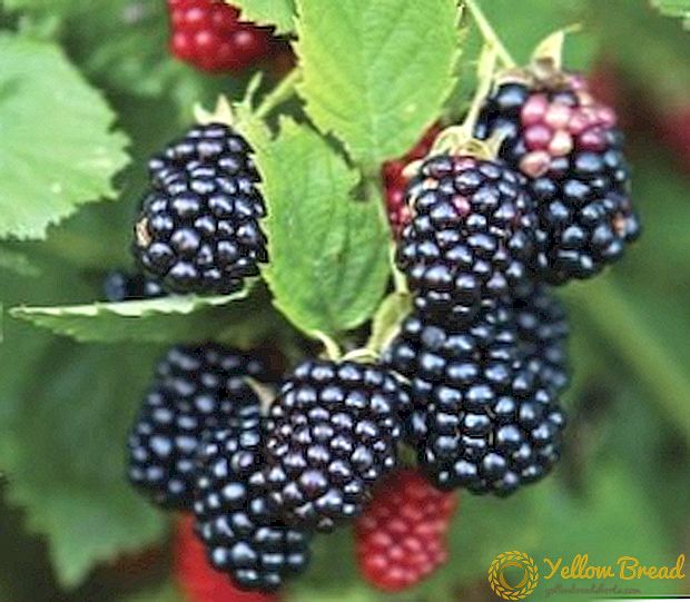 Одгледување на BlackBerry Рубен на вашиот сајт